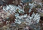 Ceratiomyxa fruticulosa  MykoGolfer