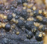 Chaetosphaeria pulviscula MykoGolfer
