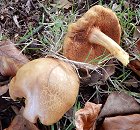 Chalciporus piperatus  MykoGolfer