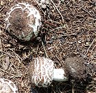 Chlorophyllum rhacodes MykoGolfer
