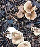 Clitocybe amarescens MykoGolfer