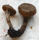 Clitocybe ditopa MykoGolfer