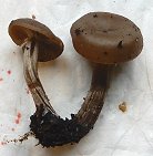 Clitocybe ditopa  MykoGolfer