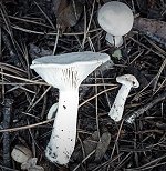 Clitocybe geotropa MykoGolfer