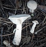 Clitocybe geotropa  MykoGolfer