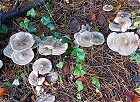 Clitocybe nebularis MykoGolfer