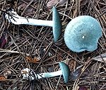Clitocybe odora MykoGolfer