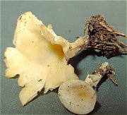 Clitocybe phaeophthalma MykoGolfer