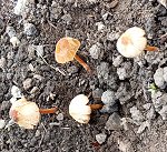 Conocybe rickenii MykoGolfer