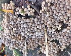 Coprinellus dissemainatus MykoGolfer