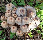 Coprinellus hiascens  MykoGolfer