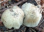 Coprinopsis atramentaria  MykoGolfer