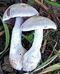 Cortinarius alboviolaceus  MykoGolfer