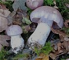 Cortinarius largus  MykoGolfer