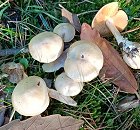 Cortinarius talus  MykoGolfer