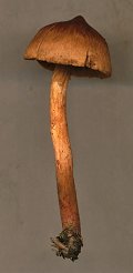 Cortinarius uliginosus MykoGolfer