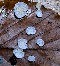 Crepidotus epibryus  MykoGolfer