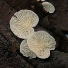 Crepidotus epibryus MykoGolfer