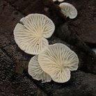 Crepidotus epibryus  MykoGolfer