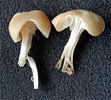 Cuphophyllus virginea var ochraceopallida MykoGolfer