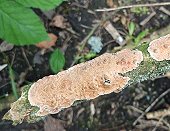 Cylindrobasidium laeve MykoGolfer