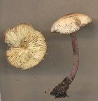 Cystolepiota bucknallii MykoGolfer
