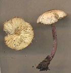 Cystolepiota bucknallii  MykoGolfer