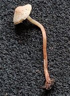 Cystolepiota seminuda MykoGolfer
