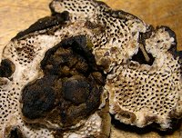 Datronia mollis MykoGolfer