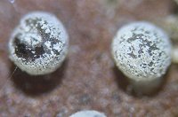 Didymium squamulosum MykoGolfer