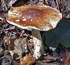 Echinoderma asperum MykoGolfer