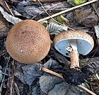 Echinoderma asperum MykoGolfer