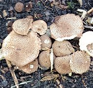 Echinoderma asperum MykoGolfer