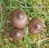 Entoloma conferendum  MykoGolfer