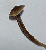 Entoloma minutum MykoGolfer