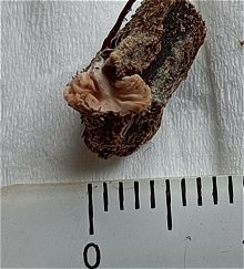 Entoloma mystery MykoGolfer