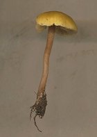 Entoloma pleopodium?  MykoGolfer