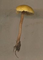 Entoloma pleopodium? MykoGolfer