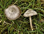 Entoloma-sericeum  MykoGolfer