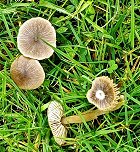 Entoloma sericeum MykoGolfer