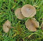 Entoloma sericeum MykoGolfer