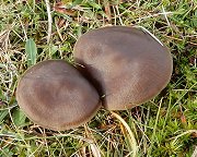 Entoloma sericeum var. cinerea-opacum  MykoGolfer