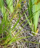False Fox Sedge Grass MykoGolfer