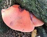 Fistulina hepatica MykoGolfer