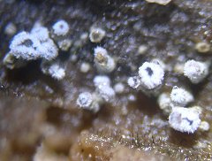 Flagelloscypha minutissima MykoGolfer