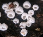 Flagelloscypha minutissima  MykoGolfer