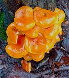 Flammulina velutipes  MykoGolfer