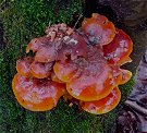 Flammulina velutipes  MykoGolfer