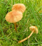 Galerina clavata  MykoGolfer