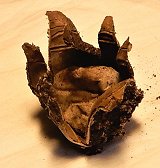Geastrum floriforme MykoGolfer